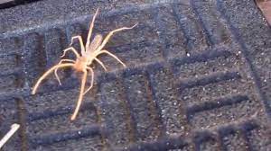 A camel spider can run at 30 mph and they have a terrifying scream while they run! Wind Scorpion Youtube