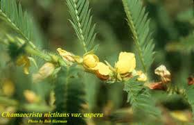 Image result for Chamaecrista parva