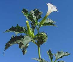 Explore the effects of this drug (plant) used bye many to mind. Burundanga Un Inquietante Articolo Dalla Colombia Dove Fa Molte Vittime Brogi Info