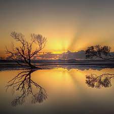 Silhouette of tree near body of water during beautiful sunset. Beautiful Sunset Ipad Wallpapers Free Download