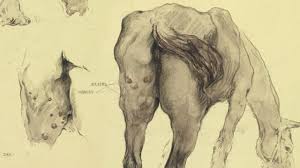 Image result for Glanders