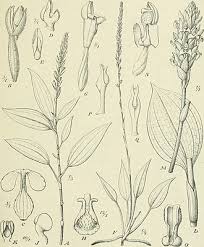 Image result for Platylepis glandulosa