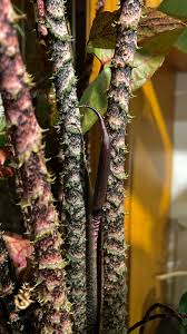 Image result for Disperis johnstonii