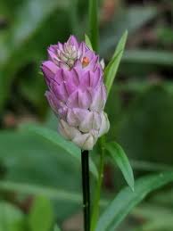 Image result for Polygala capillaris