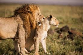 La leonessa cerca riparo dietro il suo leone (che agisce da vero re) |  Video - Velvet Pets