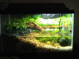 Pin By Cristina Castro On Pets Axolotl Tank Fish Tank Weird Animals