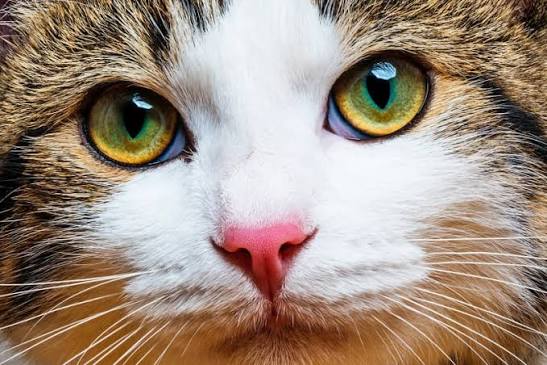 What Causes Cloudy Eyes in Cats? | South Florida Vets