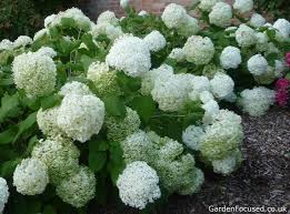 Feb 15, 2021 · 60 inches. Growing Hydrangeas Read Before Buying