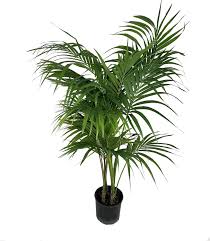 Image result for Howea