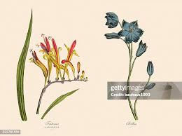 Image result for Tritonia