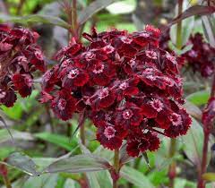 Dianthus Barbatus Var Nigrescens Black Sweet William Sooty Dianthus Barbatus Sweet William Plants