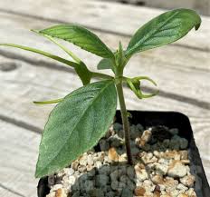 Image result for Dorstenia psilurus