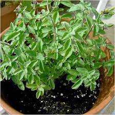 7 Herbs That Grow In Water Oregano Plant Planting Herbs Planting Vegetables