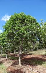 Image result for Ficus obliqua