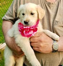 Wonderful personalities, very clever and alert. Akc Golden Pups Golden Retriever Puppies New Hampshire