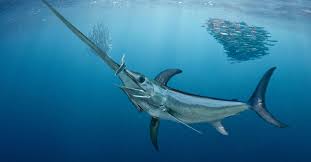 Jun 14, 2021 · the company behind stobart air has said it is close to raising £120 million by selling a slice of london's southend airport. Sharks Wash Up On Beaches Stabbed By Swordfish Asia Newsday