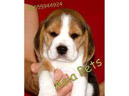Get a boxer, husky, german shepherd, pug, and more on kijiji, canada's #1 local classifieds. Beagle Puppies Price In Chennai Beagle Puppies For Sale In Chennai