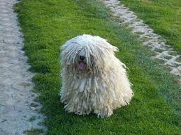 The puli is the ancient sheepdog of. Hungarian Puli Price Range Puli Puppies For Sale Cost Best Puli Breeders