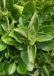 Image result for Coleus esculentus
