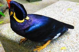 Beo Nias, Burung Endemik Kebanggan Pulau Sumatera yang Banyak Diincar - Bobo