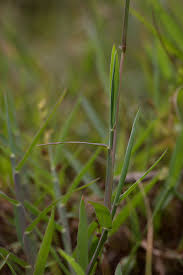 Image result for Digitaria compressa