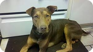 Brush their coats once or twice a week to a doberman and pitbull mix puppy will have the same exercise requirements her parents. Austin Ar Doberman Pinscher Meet Duke A Pet For Adoption