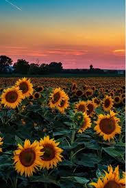300x300 aesthetic pictures / the. Sunflower Aesthetic Wallpapers Top Free Sunflower Aesthetic Backgrounds Wallpaperaccess