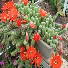 Cok Hizli Gonderim Echinopsis Chamaecereus Silvestrii Kirmizi Cicek Acan Kaktus