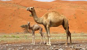 Sok hasonló jelenet közül választhat. The Camel The World Is My Zoo