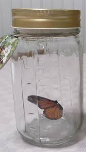 Maybe you would like to learn more about one of these? Butterfly In A Jar Home Decoration Le Dindon