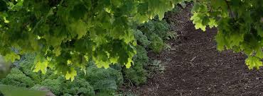 Découvrez les plantes qui poussent à l'ombre facilement. Les Legumes Pour L Ombre