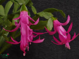 So, how can you clone your christmas cactus, or scientifically speaking, your schlumbergera (this makes me imagine a smurf cactus, since the german word for smurf is schlumpf…)? Schlumbergera Russelliana Clone From South Of Nova Friburgo Limited To 2 Items Per Customer Cultivation Notes Loves To Be Outside Whenever Possible N