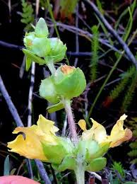 Image result for Alectra sessiliflora