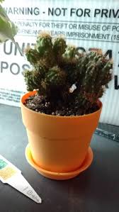 Each is individual, each is special! What Should I Name My Baby Cactus Quora