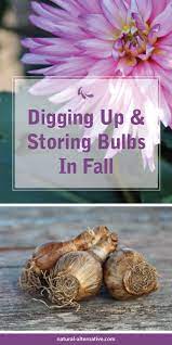 Digging Up Storing Bulbs Bulb Flowers Garden Bulbs Planting Bulbs