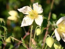 Die gefüllten, glockenförmigen blüten erinnern an das weiße gefieder eines schwans. Clematis Anita Clematis Tangutica Anita Baumschule Horstmann
