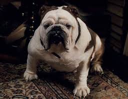 Gladstone From Sherlock Holmes My Dream Dog Engelse Bulldogpuppies