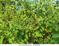 Image result for Waltheria indica