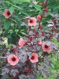 Pin On Edible Landscape Plants