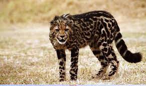 King Cheetah Photorator Rare Animals Very Rare Animals Animals Beautiful