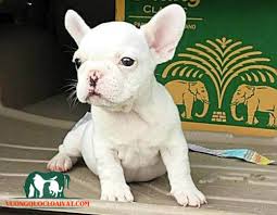 Theo người đưa tin, chó pitbull được xếp hạng là ghi nhận của pháp luật & bạn đọc, khi chó pitbull cắn người thường chia thành 2 giai đoạn trước và. Cho Bull Phap Gia Bao Nhieu Mua á»Ÿ Ä'au Ráº» Nháº¥t Ha Ná»™i Tp Hcm