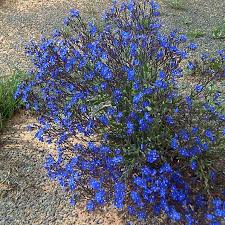 Image result for Fadogia ancylantha