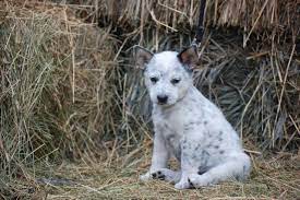 There's nothing better than rescuing or adopting a puppy or an. Adorable Heeler Border Collie Cross Puppies For Sale In Wellington Colorado Classified Americanlisted Com