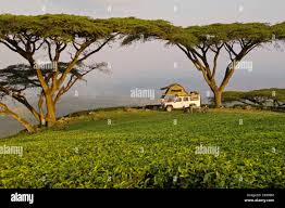 Image result for Acacia abyssinica