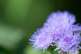 Check spelling or type a new query. 10 Great Cutting Flowers For Summer