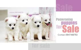 Today we bought two beautiful pomeranian. Pomeranian Puppies For Sale Thrissur Kl 67687