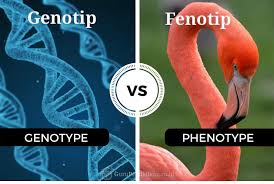 Warna kulit jenis rambut tinggi dan rendah badan dan berat badan merupakan contoh keragaman. Genotip Dan Fenotip Pengertian Faktor Persilangan Dan Contoh
