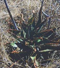 Image result for Aloe lateritia