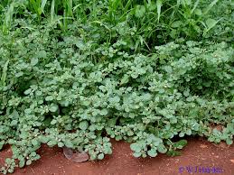 Image result for Trianthema