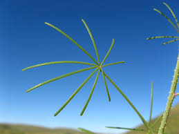 Image result for Cleome angustifolia